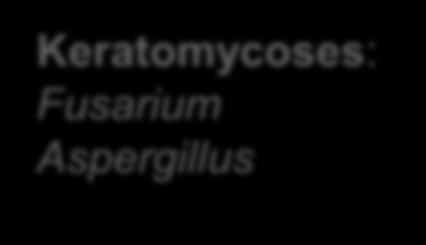 .. Keratomycoses: Fusarium Aspergillus
