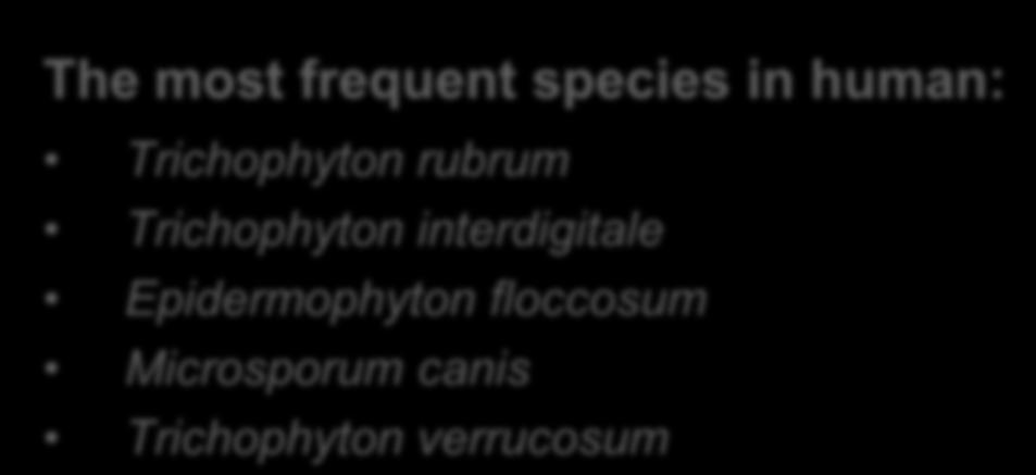 Trichophyton verrucosum Source of infection: people, animals, soil