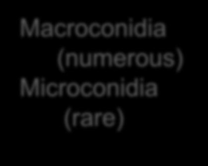 Microsporum    