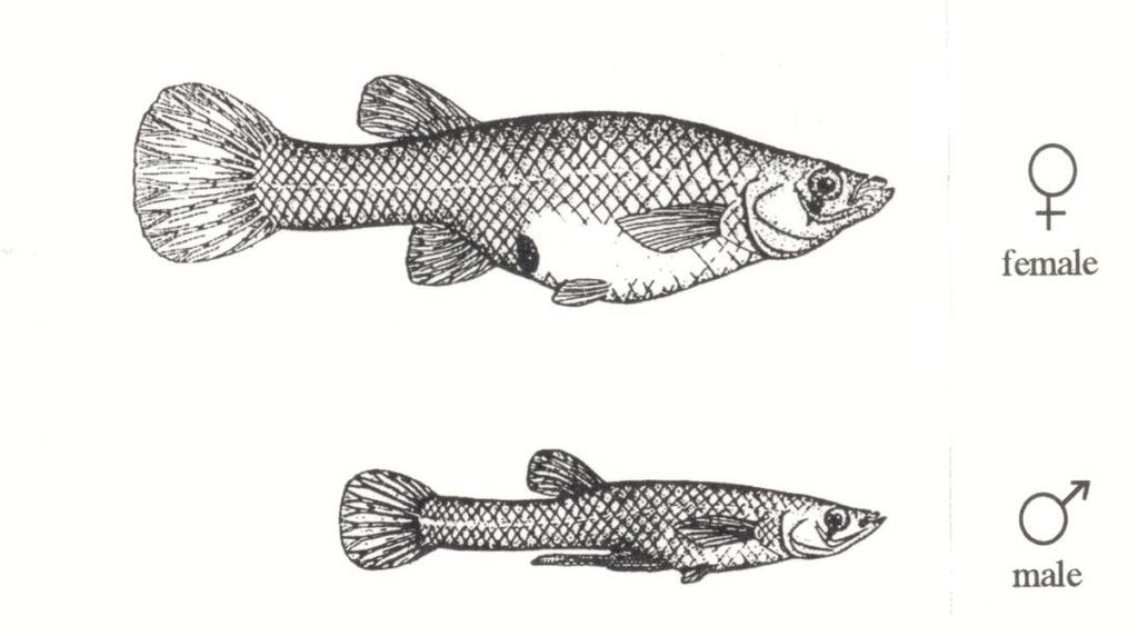 FACTS ABOUT MOSQUITOFISH Gambusia affinis, also called mosquitofish, are indispensable to our mosquito control program in Napa County. The fish eat mosquito larvae.