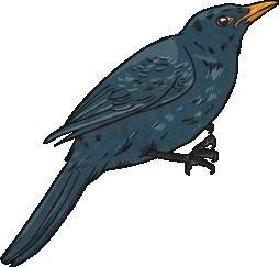 They are larger than robins, at around 25cm long, but can also be