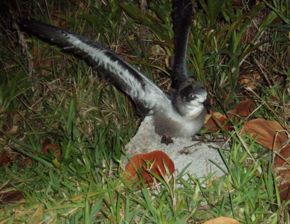 Fig. 13: Translocated Cahow chick exercising at night on Nonsuch Island, May 26, 2006.