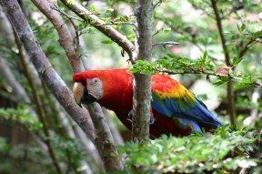 Many parrots, such as this macaw, are endangered. More important, the macaws are losing their homes. These birds usually nest in natural cavities in old trees.