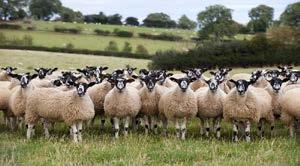 A market owned & run by farmers at the National Agricultural Centre Stoneleigh, Warwickshire 43/139/8013 THE HOME OF AGRICULTURE final sale of breeding sheep & store lambs MONDAY 5 th OCTOBER 2015