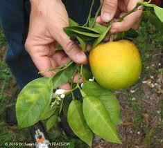 Progress of an Antimicrobial Treatment for Huanglongbing: The Florida Citrus Arboretum Wayne N.