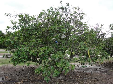 Testing Las in leaves via qpcr o Injection: A composite sample was taken from 20 citrus trees.