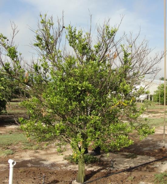 The Florida Citrus Arboretum Huanglonging (citrus greening) was first