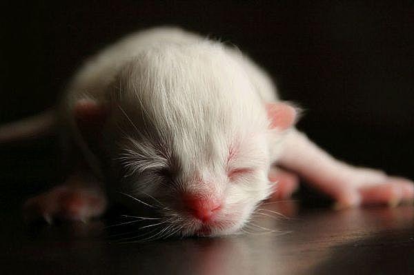 Neonates represented more than 50% of our fosters Significant cost for Kitten Milk Replacers