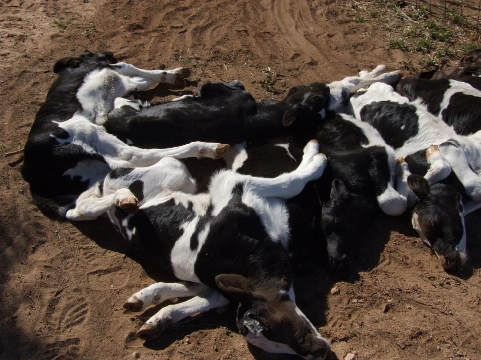 Calf mortality rates Dairy 2-60% per farm per year Probably best KPI