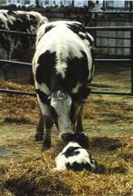 infections: focus on heifer rearing.