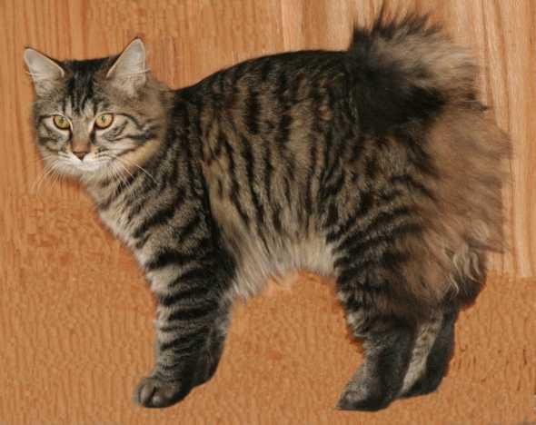 The Kurilian Bobtail is a naturally occurring bobtailed cat with substantial boning, well muscled and a semicobby body; large head, moderate