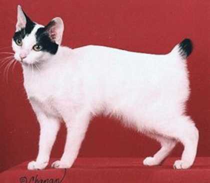 The impression one should get when viewing the Kurilian Bobtail is one of strength and power.