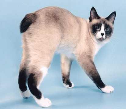 When standing, the cat s forelegs and shoulders form two continuous straight lines,
