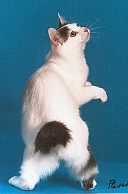 Size and shape of the tail should harmonize with the common appearance of the cat.