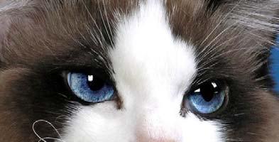 The Ragdoll is a semi long haired, blue eyed pointed cat