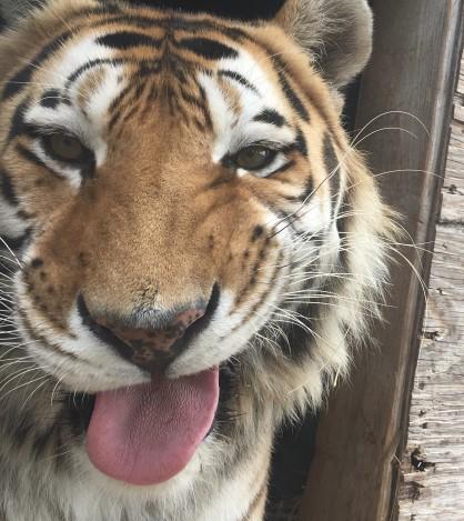 Older tigers are a little slower to adjust to a new home, but both are doing nicely especially after their visit to the dentist.
