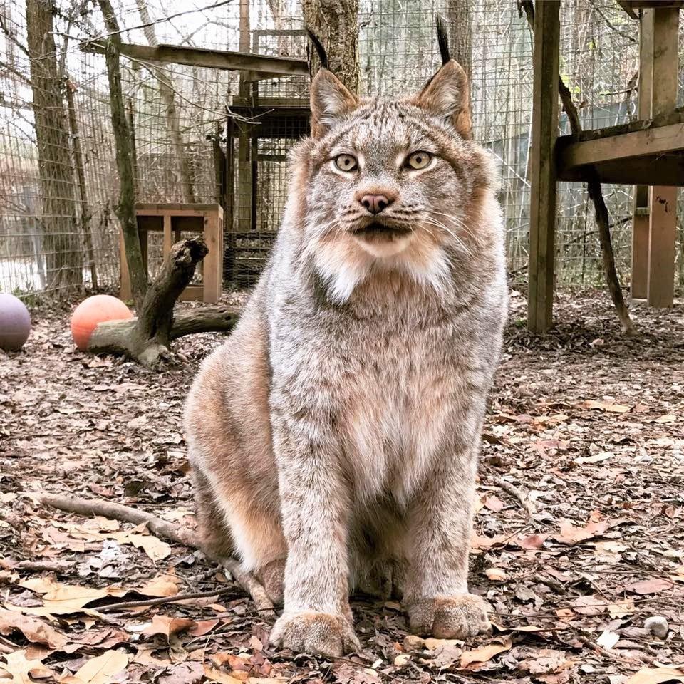 Ana (bobcat) and Denali (Canada lynx) have also lost excess weight and have adapted to their new life. They have become favorites on the tour.