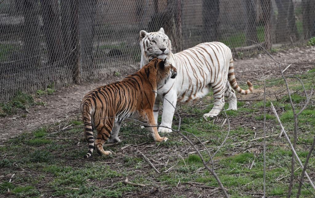 Page 3 Cat Tales, May 2017 DNA Research on Tigers Ellie Armstrong and other researchers from the Hadly Lab at Stanford University are working with the EFRC to sequence DNA from sanctuary tigers.