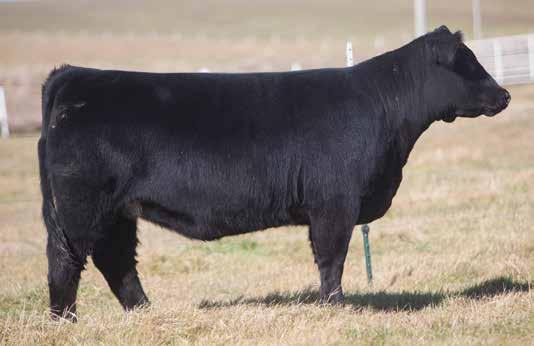 IRISH WHISKEY INFLUENCED BREDS D O N O R C A L I B E R B R E D S LOT 11 37 SMITH SIRE: Irish Whiskey DAM: OCC Legend This female is sound structured, soft bodied, and very attractive.