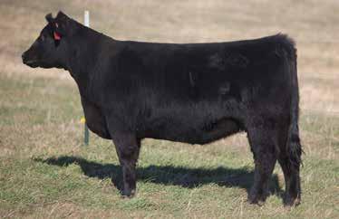 LOT 13 333 SMITH SIRE: Irish Men DAM: OCC Missing Link/Krugerand A.I. May 31, 2014 I-80 This heifer may be the best looking heifer you will see go across the auction block this year.