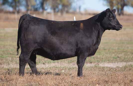 ANGUS SIRED BREDS D O N O R C A L I B E R B R E D S LOT 17 3 789 REIMANN SIRE: Gold Standard DAM: Irish Whiskey Son x Chill Factor A.I. May 18, 2014 THOR What a great package here.
