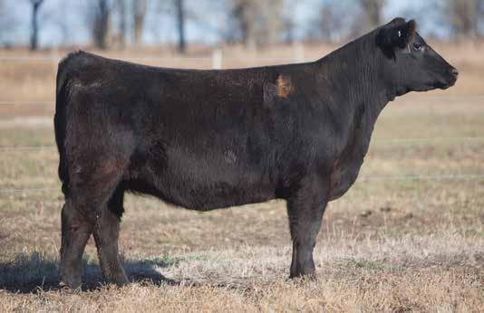 BRED HEIFER SECTION LOT 18 3 123 REIMANN SIRE: Unbelievable DAM: Northern Improvement x 9-165 Donor What a great package here.