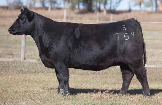 ANGUS SIRED BREDS D O N O R C A L I B E R B R E D S LOT 19 3 759 REIMANN SIRE: Gold Standard DAM: Cervesa A.I. May 27, 2014 UNBELIEVABLE We love our Gold Standards, there will be plenty more of this bull used in Ree Heights.