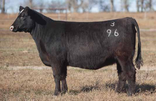 BRED HEIFER SECTION LOT 20 3 96 REIMANN SIRE: Unbelievable DAM: Grizzly x Deja Vu x Nthn Improvement This bred heifer again stems back to the 78 cow