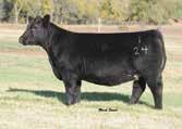 ANGUS SIRED BREDS D O N O R C A L I B E R B R E D S LOT 21 322 SMITH SIRE: Bismark DAM: Meyer 734 Son Another Bismark female that will be a crowd favorite.