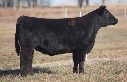 ANGUS SIRED BREDS D O N O R C A L I B E R B R E D S LOT 25 3 401 REIMANN SIRE: Trail Blazer DAM: Heat Wave Donor 400 A.I. May 30, 2014 ABOVE AND BEYOND Another Trailblazer daughter out of the great 400 donor.