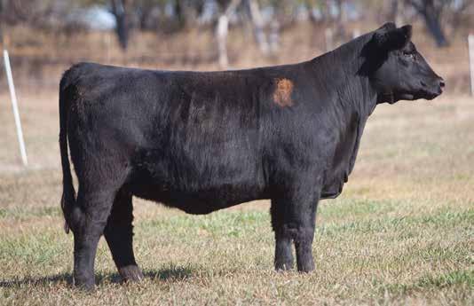 BRED HEIFER SECTION LOT 26 3 404 REIMANN SIRE: Trail Blazer DAM: Heat Wave Donor 400 These are the last daughters to sell out of the great 400 donor.