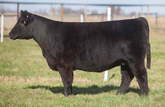 Be sure to look her up on sale day she won t disappoint. BRED HEIFER SECTION LOT 28 036 RODGERS SIRE: Doc DAM: Com. Angus This straight Angus bred female is one of a kind.