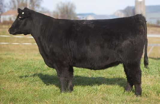 ANGUS SIRED BREDS D O N O R C A L I B E R B R E D S LOT 29 A-13 HUNTER SIRE: Right Answer DAM: Hairy Crumb A.I. May 12, 2014 Sexed BISMARK P.E. Bismark Son This Right Answer comes from our Hairy Crumb donor that always produces.