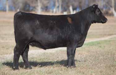 LOT 31 3 744 REIMANN SIRE: Missing Link DAM: Irish Whiskey Another square hipped, wide ribbed, Missing Link bred to 004. A super smooth and complete female that will make an awesome replacement.