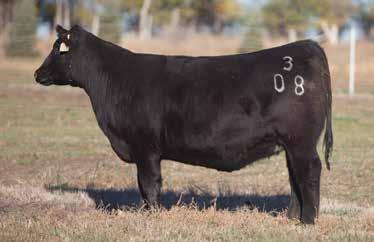 This awesome breeding piece is surely one of the best bred heifers we have ever let go. She is certainly worth the trip to Dunlap on sale day.