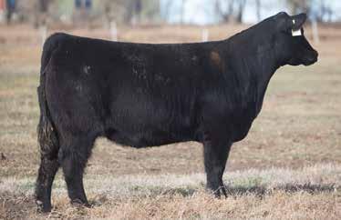 LOT 35 3 116 REIMANN SIRE: Unbelievable DAM: Paddy O Malley We are very pleased with our Unbelievable daughters.