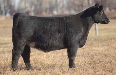 LOT 36 3 764 REIMANN SIRE: Total Recall DAM: Ali This is one of the crowd favorites at the ranch.