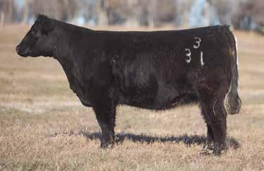 LOT 39 3 31 REIMANN SIRE: Thor DAM: Slightly Modified This Thor daughter is one smooth made individual.