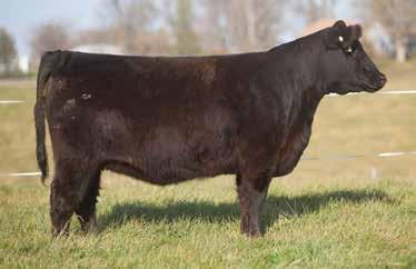 LOT 40 341 SMITH SIRE: Brilliance DAM: Monopoly A stout, soft, freaky Brilliance daughter that looks to be the making of a donor cow some day.