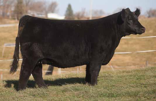 MAINE INFLUENCED BREDS D O N O R C A L I B E R B R E D S LOT 47 8 HUNTER SIRE: Sooner DAM: Miss USA Here is a great female with an impeccable pedigree.