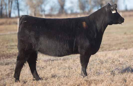 MAINE INFLUENCED BREDS D O N O R C A L I B E R B R E D S LOT 49 3 71 REIMANN SIRE: Mercedes Benz DAM: Dubai A.I. May 21, 2014 THOR Here is a opportunity to own a another Maintainer bred heifer that is extremely fault free.