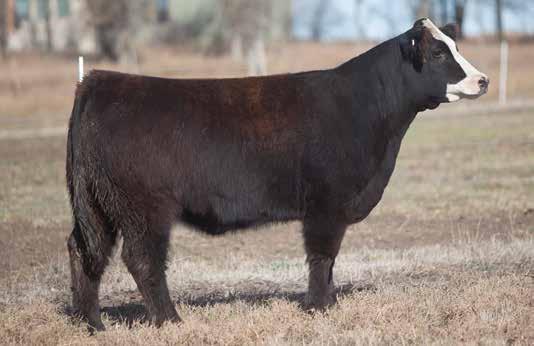 BRED HEIFER SECTION LOT 50 3 705 REIMANN SIRE: Mercedes Benz DAM: Simmy x Big N Rich x IW 4705 We have a deep selection of females coming to Dunlap on