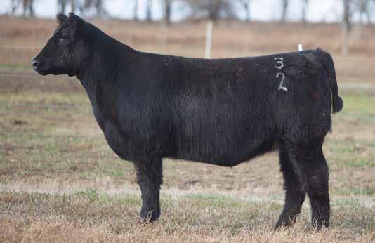 MAINE INFLUENCED BREDS D O N O R C A L I B E R B R E D S LOT 51 3 2 REIMANN SIRE: Mercedes Benz DAM: Dubai x Old School A.I. May 22, 2014 THOR Very versatile breeding piece with unlimited potential.