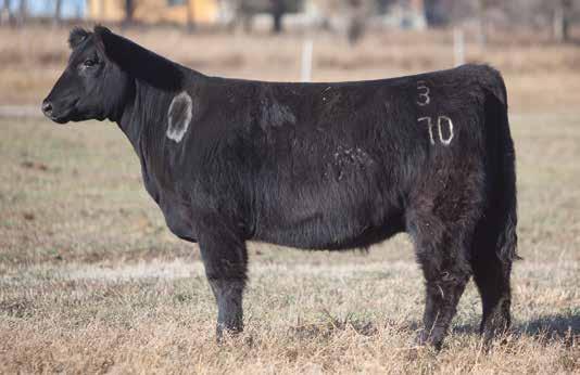 BRED HEIFER SECTION LOT 52 3 70 REIMANN SIRE: Ali Son DAM: Angus x Who Made Who This heifer is great at the ground and really docile with