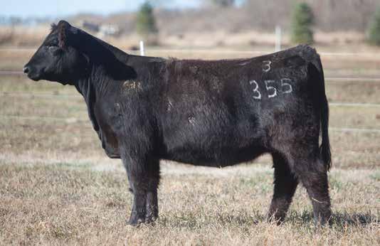 MAINE INFLUENCED BREDS D O N O R C A L I B E R B R E D S LOT 53 12 1 REIMANN 2012 SIRE: Predator DAM: Eyes on the Money A.I. May 23, 2014 FLASHBACK I asked Nick when we were sorting replacements what one would be the high seller at the bred heifer sale.