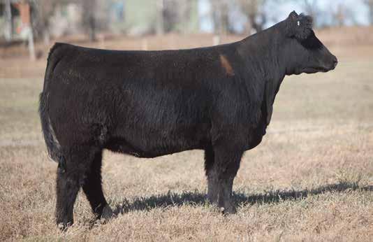 MAINE INFLUENCED BREDS D O N O R C A L I B E R B R E D S LOT 55 3 670 REIMANN SIRE: Simple Man DAM: Hairy Bear A.I. May 29, 2014 THOR A Simple Man bred heifer that is low built to the ground with the perfect feet and legs.