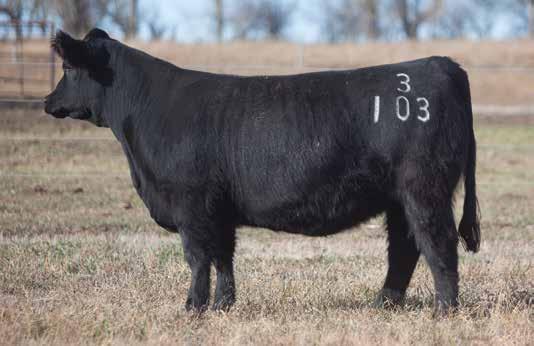 BRED HEIFER SECTION LOT 56 3 103 REIMANN SIRE: Simple Man DAM: Southern Comfort She is loaded genetically.