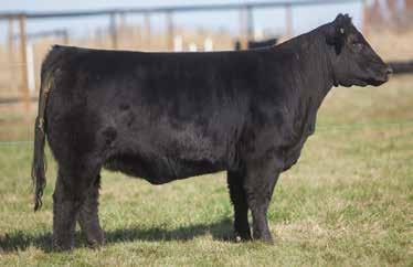 LOT 59 19 RODGERS SIRE: I-80 DAM: Witch Dr. This female is a result of a First Class female purchase of the Lind family a couple years ago.