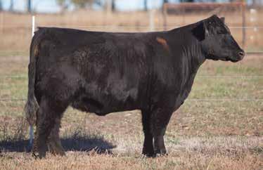 LOT 60 106 RODGERS SIRE: I-80 DAM: Maine/Simmi An awesome looking female that is super structured, great necked, and awesome haired.