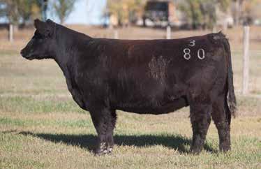 P.E. 6/10 to 9/20/14 Drivin 80 A.I. May 1, 2014 FRISKY WHISKEY P.E. 6/10 to 9/20/14 Drivin 80 LOT 61 3 5 REIMANN SIRE: I-80 DAM: Heat Wave Donor 400 This I-80 heifer stems from the famous 400 donor.